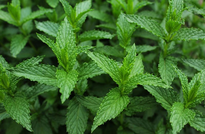 Mint Grows Like Crazy And Earns Every Inch
