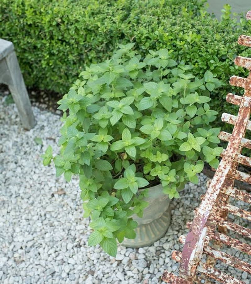 Mint Keeps Sending Up New Shoots Through Autumn Mint Keeps Sending Up New Shoots Through Autumn