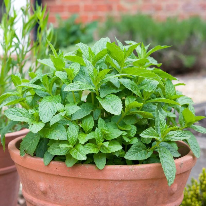 Mint Releases A Strong Aroma During Summer Mint Releases A Strong Aroma During Summer