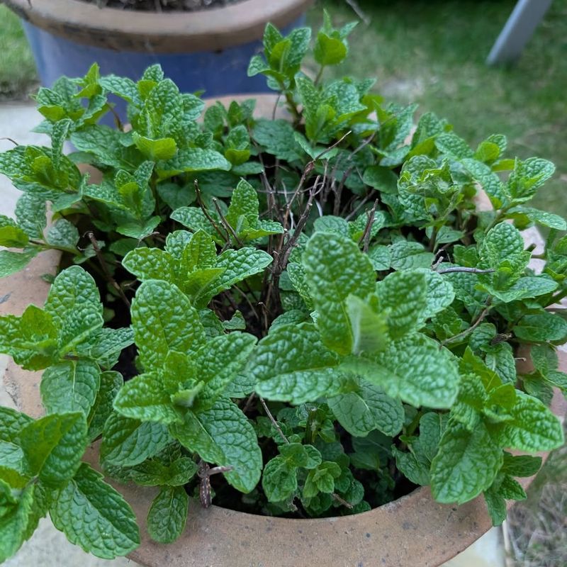 Mint (Spearmint/Peppermint) Mint (Spearmint/Peppermint)