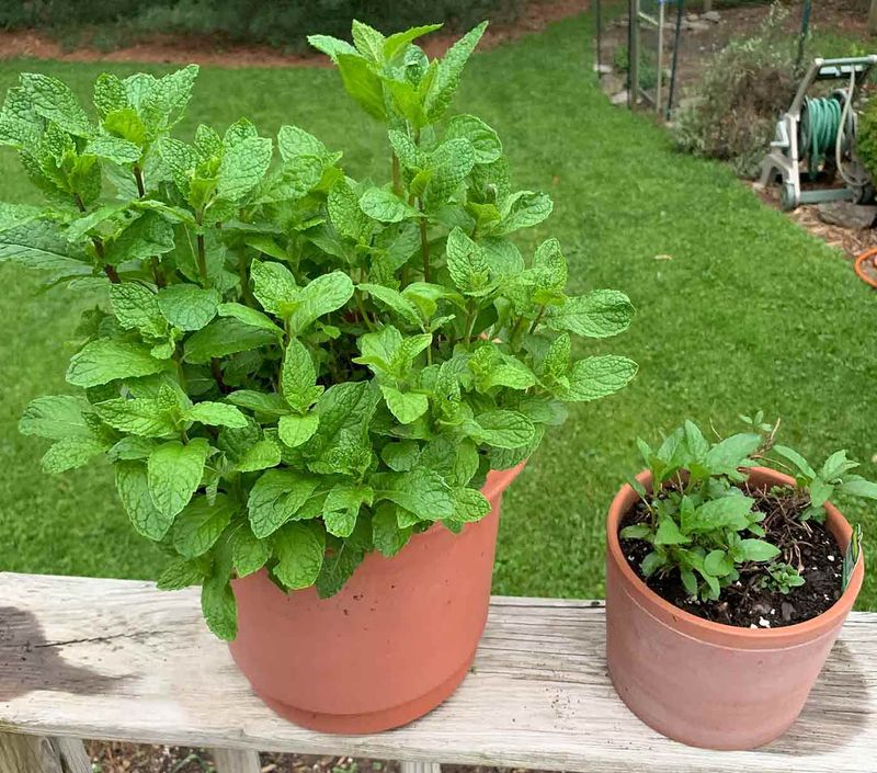 Mint Stays Fresher When Afternoon Sun Backs Off Mint Stays Fresher When Afternoon Sun Backs Off