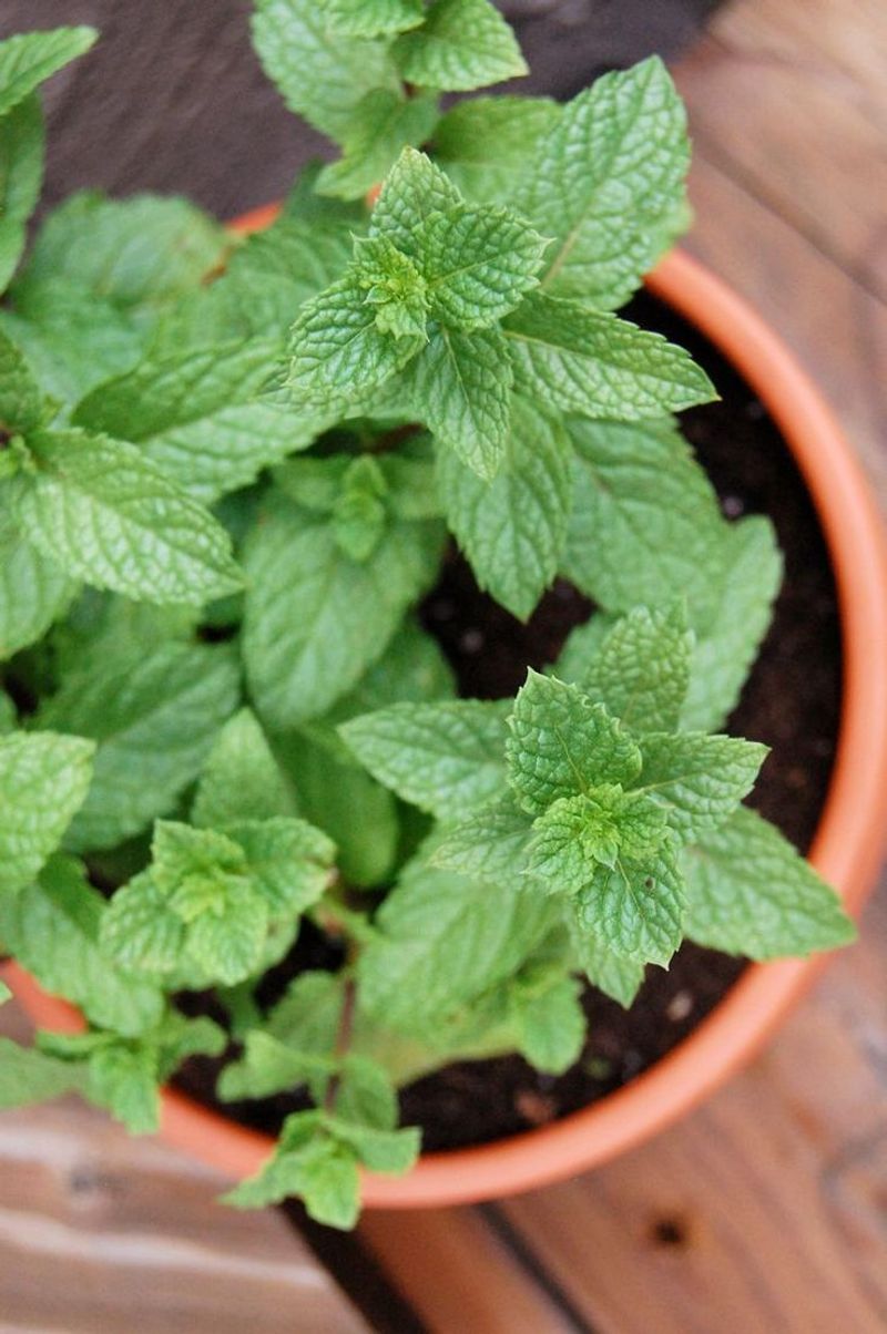 Mint Works Best Where Pots Keep It Contained Mint Works Best Where Pots Keep It Contained
