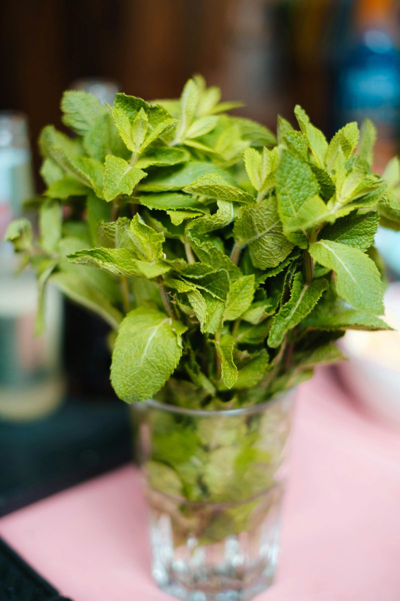 Mint