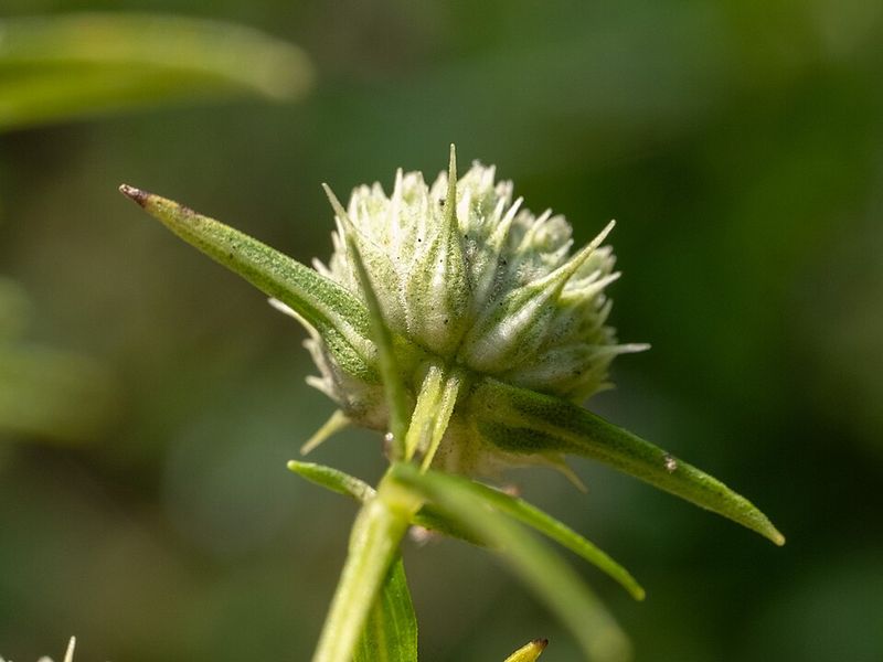 Minty Aroma Comes From The Foliage