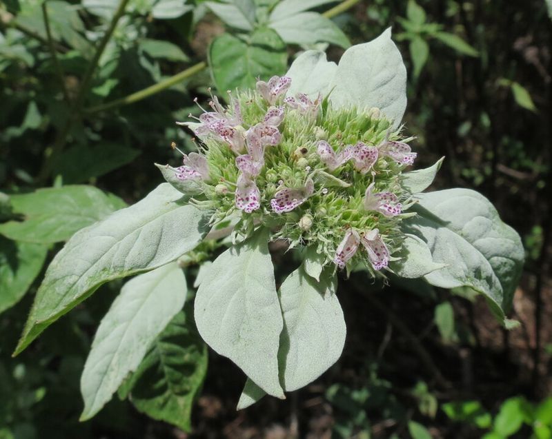 Minty Foliage Adds Garden Interest Minty Foliage Adds Garden Interest