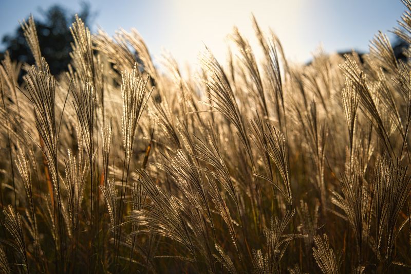 Miscanthus / Chinese Silvergrass (Miscanthus Sinensis)