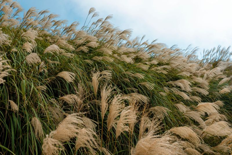 Miscanthus Sinensis Miscanthus Sinensis