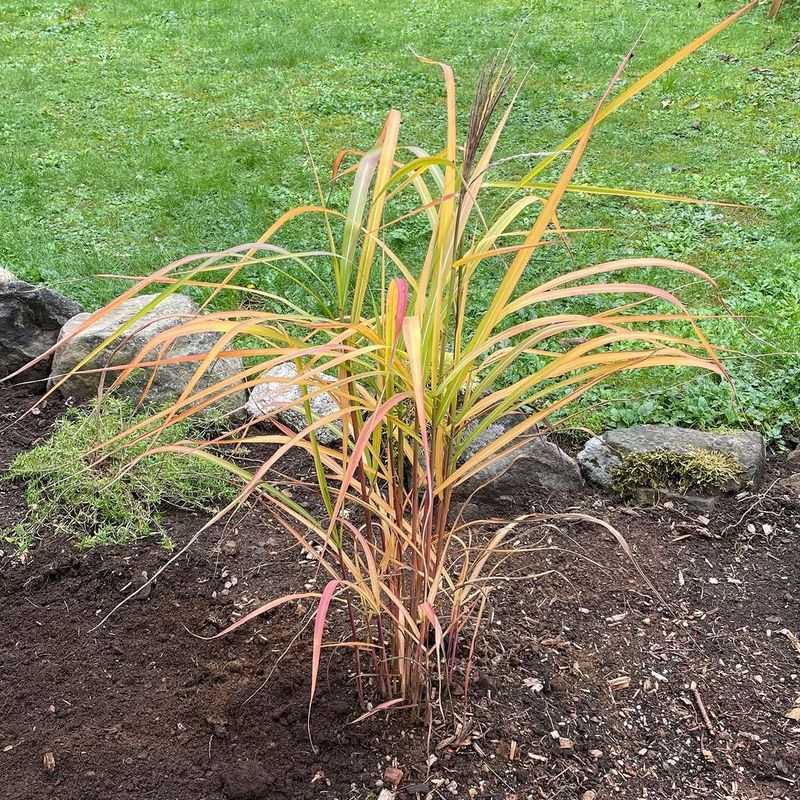 Miscanthus 