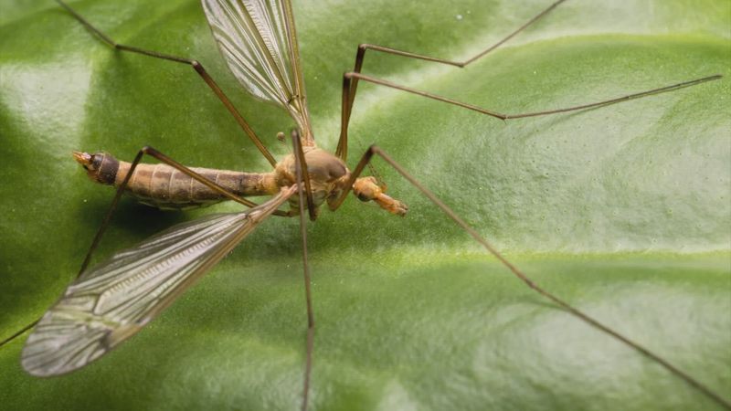 Misconceptions About Crane Fly Danger