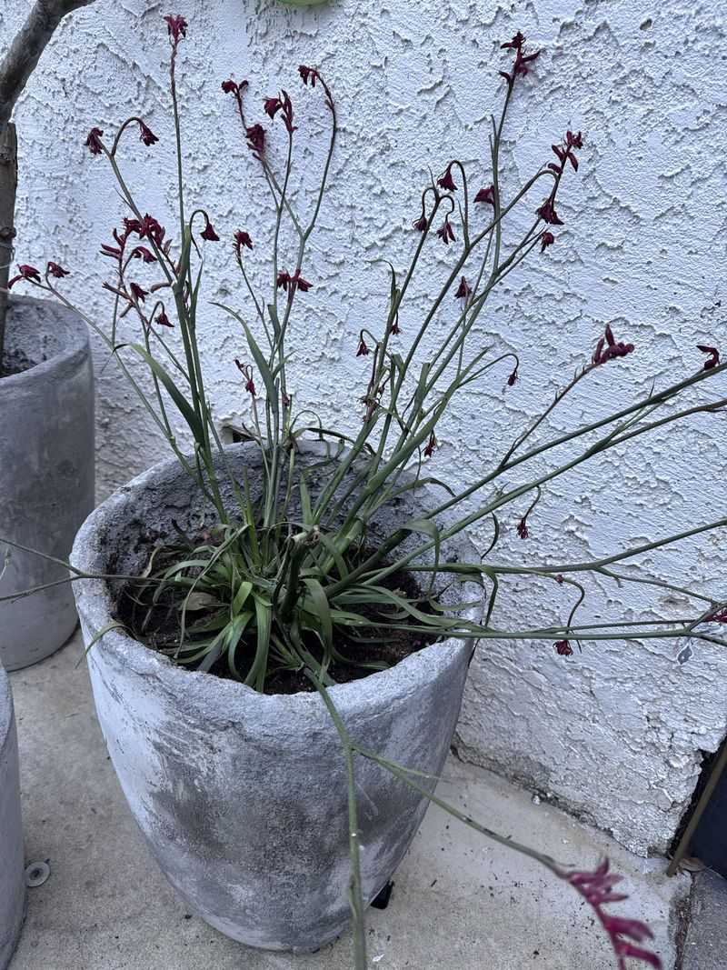 Missed Morning Watering Shows Up Fast