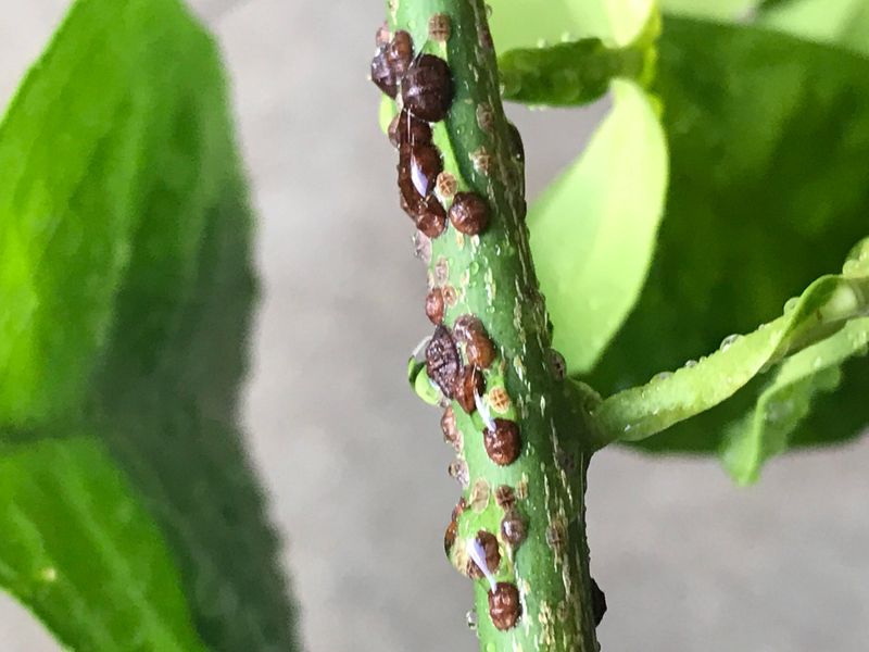 Missing Scale, Mites, And Aphids Early Missing Scale, Mites, And Aphids Early