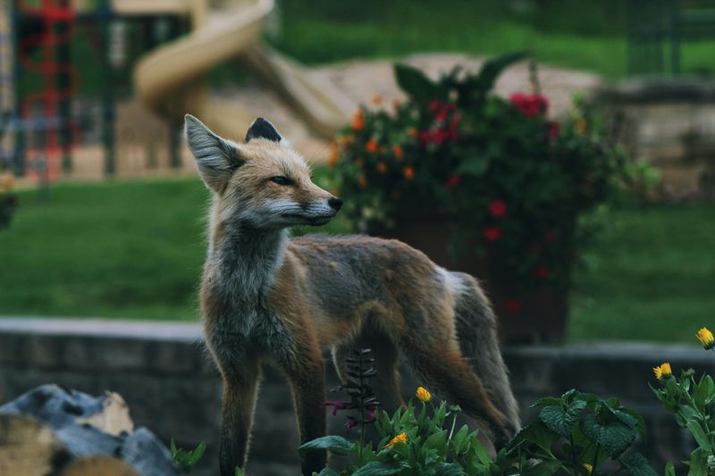 Missouri Foxes Are Moving Into Suburbs Missouri Foxes Are Moving Into Suburbs
