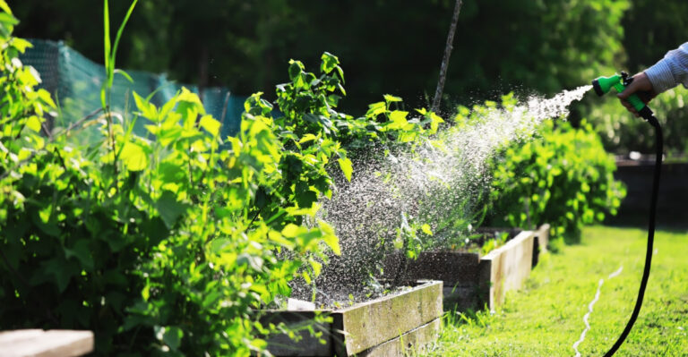 Missouri Garden Watering Mistakes Are Costing You More Than You Think And Here Is How To Fix Them