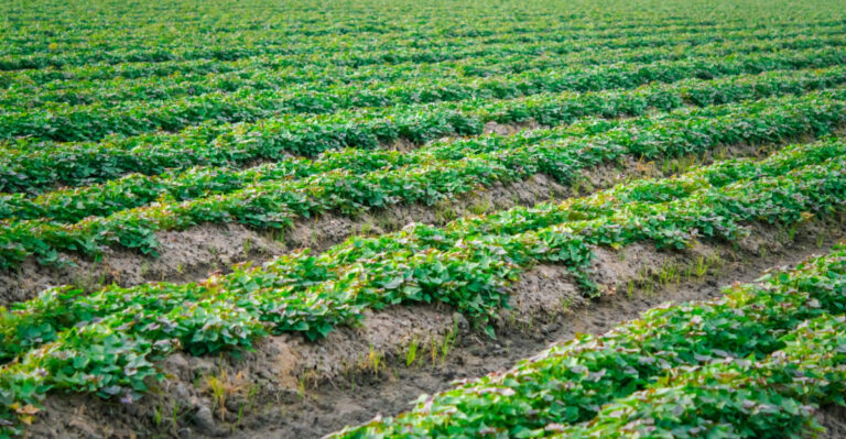 Missouri Gardeners Are Planting This Vegetable In June For 9 Powerful Reasons