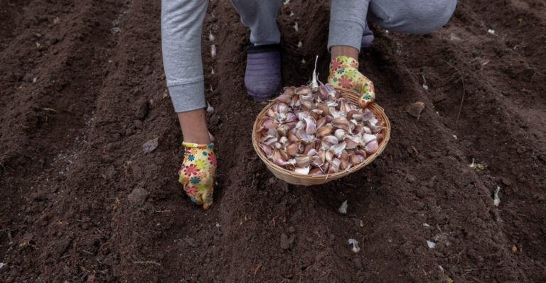 Missouri Gardeners Who Plant Garlic In Fall Harvest It In Summer