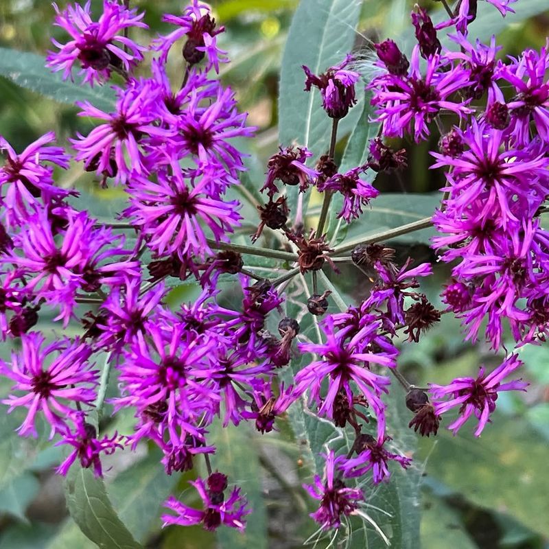 Missouri Ironweed