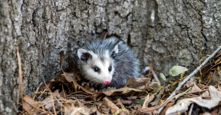 Missouri Opossums Are Quietly Doing Tick Control Work In Your Yard