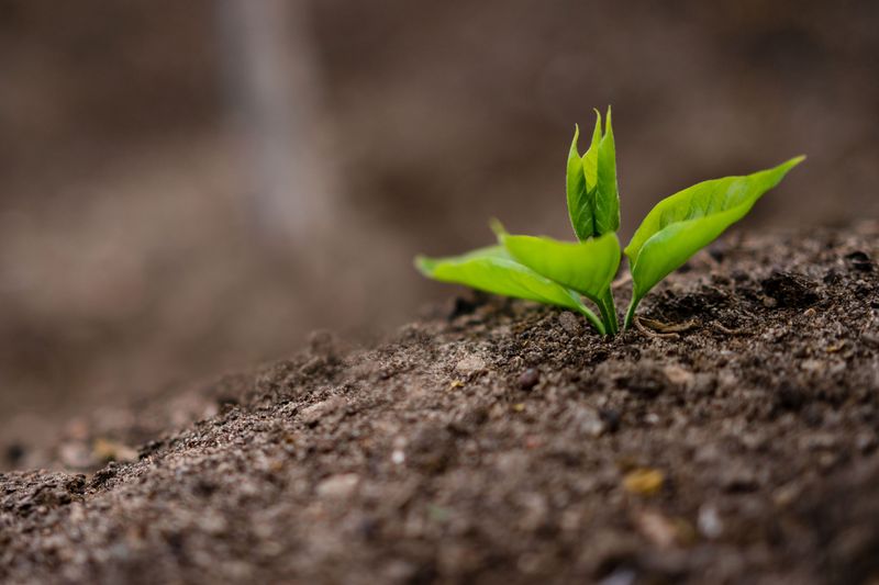 Mistake 2: Ignoring Soil PH Until Something Goes Wrong