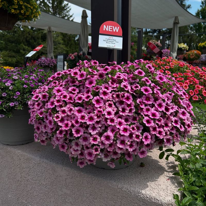 Mistake 3: Moving The Pot Into Shade During Heat Waves
