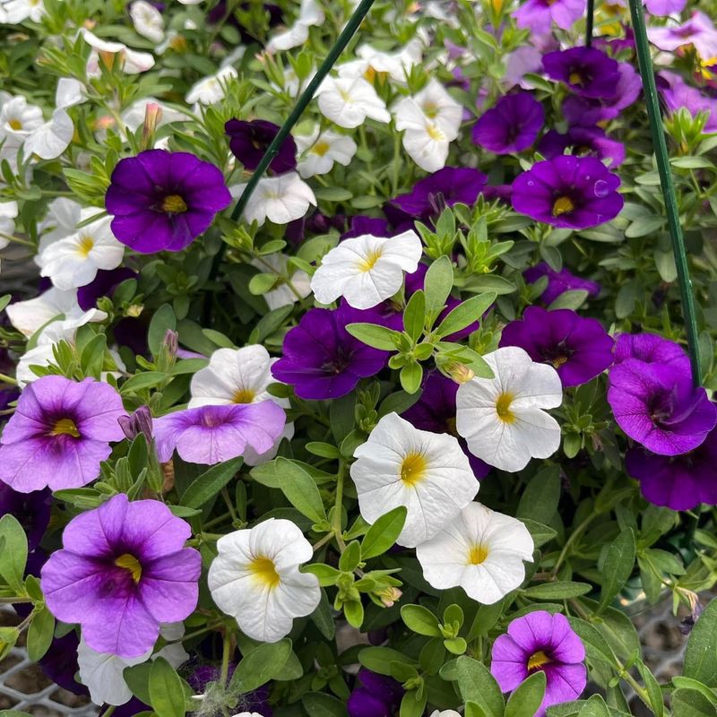 Mistake 4: Skipping The Mid-Season Trim Because The Plant Looks Fine