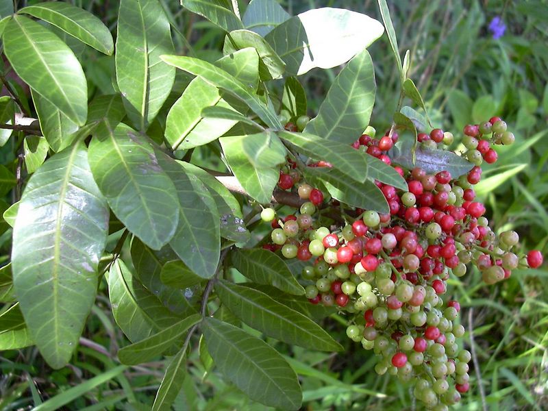 Mistake Brazilian Pepper For A Florida Holly Lookalike
