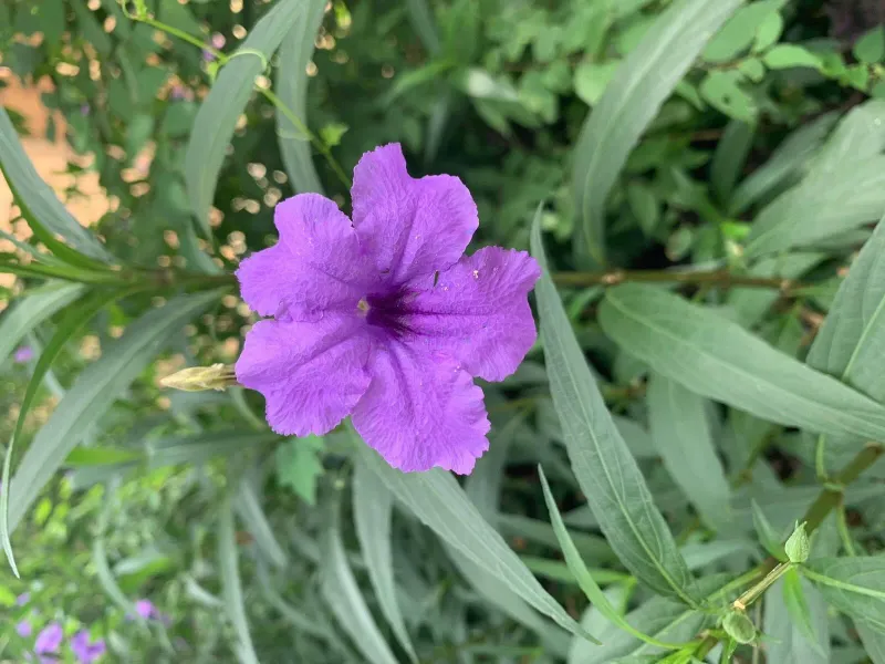 Mistake Mexican Petunia For Native Wild Petunia
