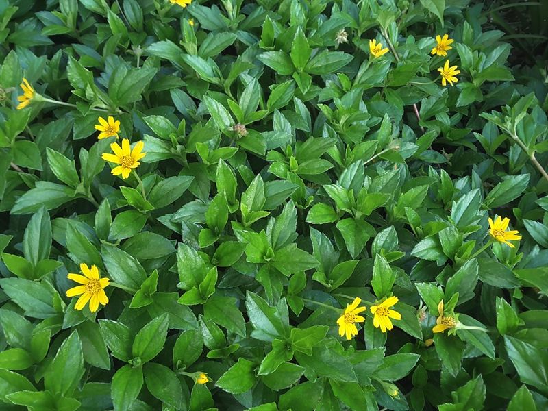Mistake Wedelia For A Friendly Yellow Groundcover