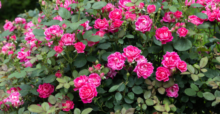 roses (featured image)