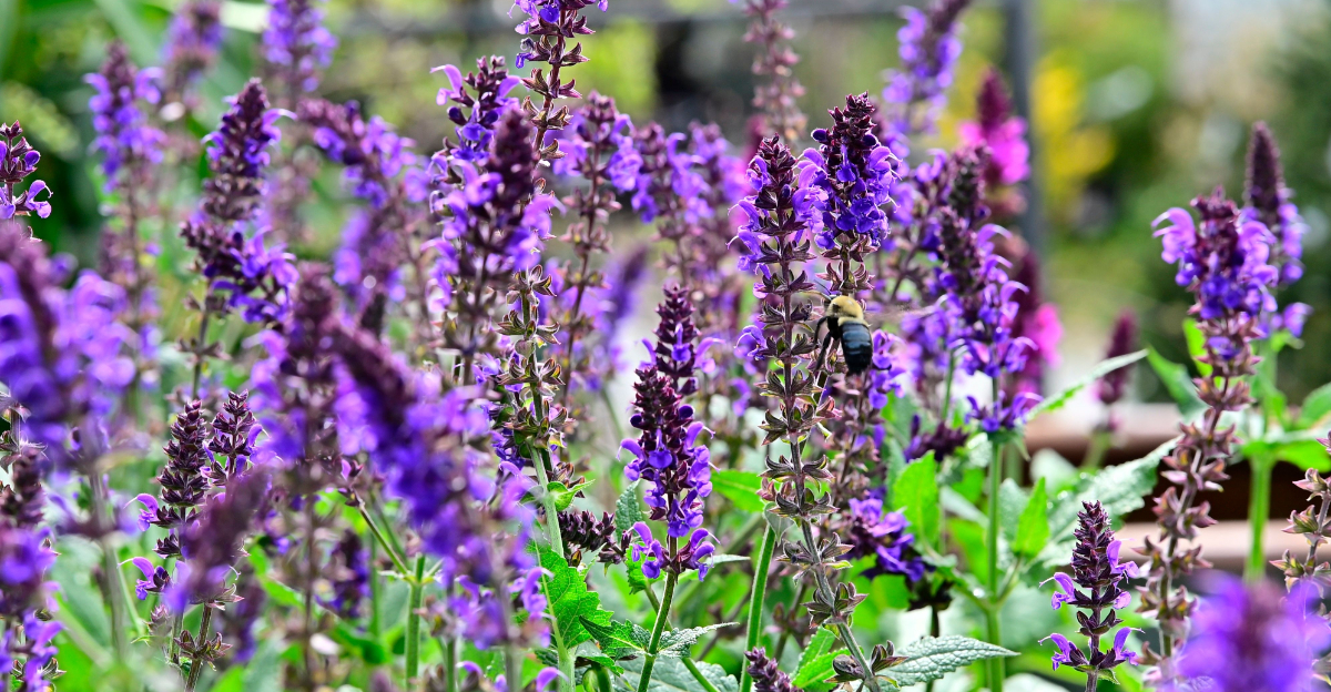 salvia (featured image)