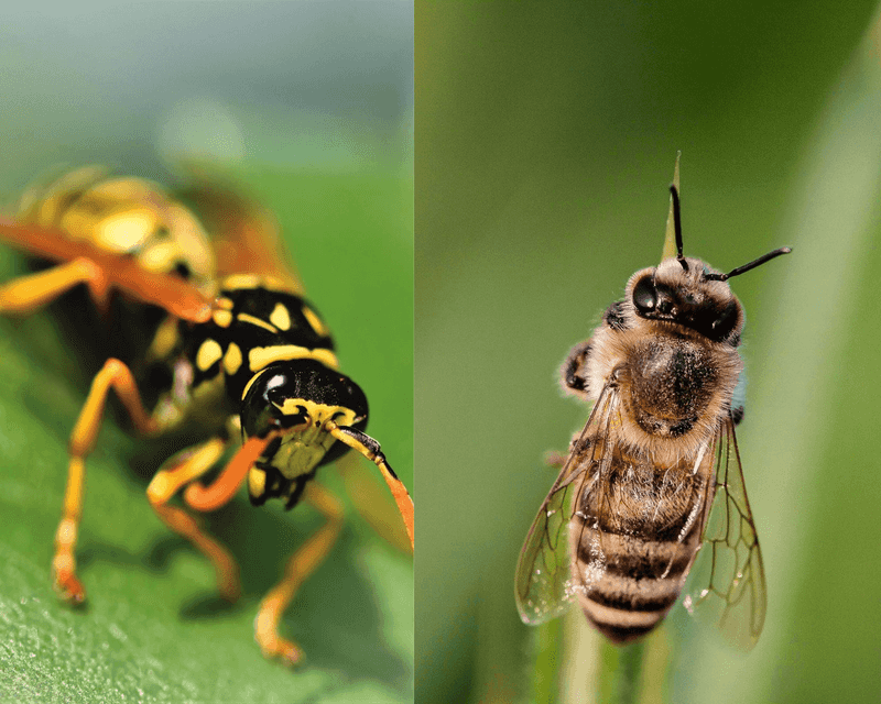 Mistaking Carpenter Bees For Aggressive Wasps
