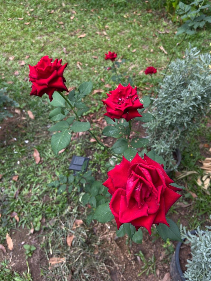 'Mister Lincoln' 'Mister Lincoln'