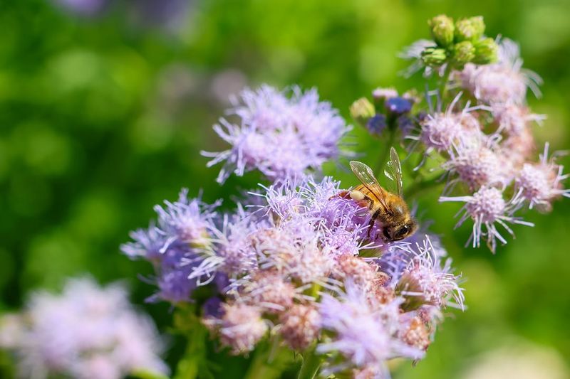 Mistflower