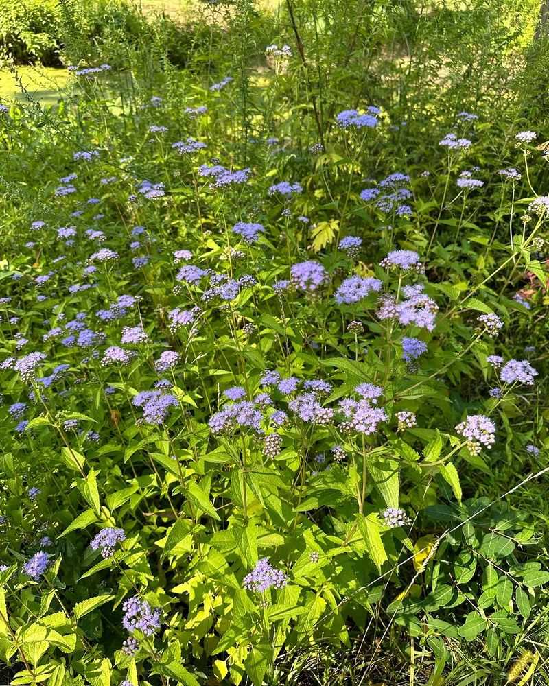 Mistflower Mistflower