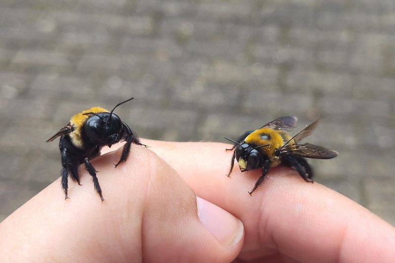 Misusing Insecticides Against Carpenter Bees