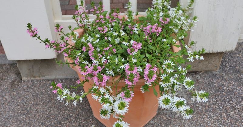 Mix Pentas And Scaevola For Pollinator-Friendly Patio Color Mix Pentas And Scaevola For Pollinator-Friendly Patio Color