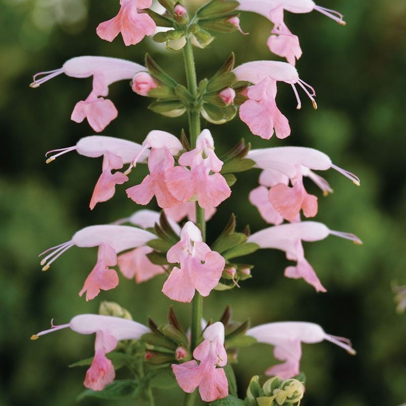 Mixed Color Forms Can Feel Softer Than Standard Bedding Plants