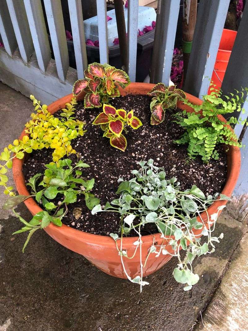 Mixing Sun And Shade Plants Guarantees Uneven Growth