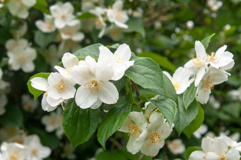 Mock Orange Turns Early Summer Into A Fragrant Cloud