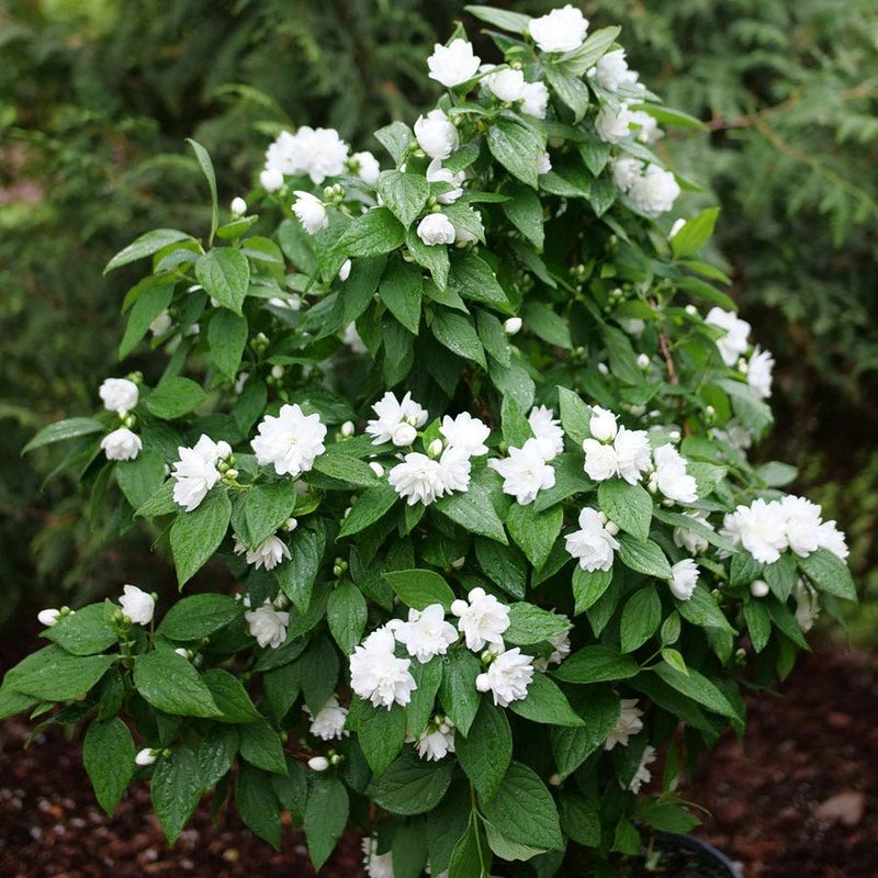 Mock Orange