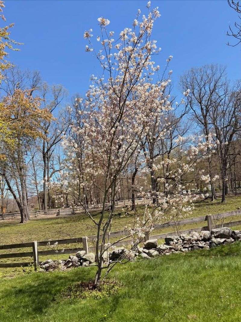 Moderate Growth Rate Keeps Your Yard Neat And Manageable Moderate Growth Rate Keeps Your Yard Neat And Manageable