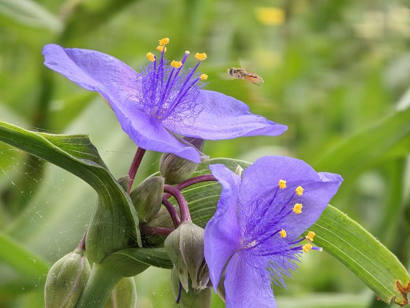 Moist Beds Speed The Spread