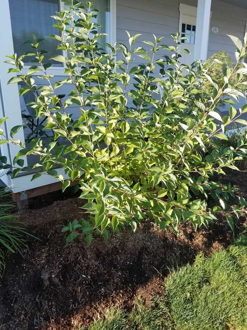 Moist Fence Lines Help This Shrub Settle In Moist Fence Lines Help This Shrub Settle In