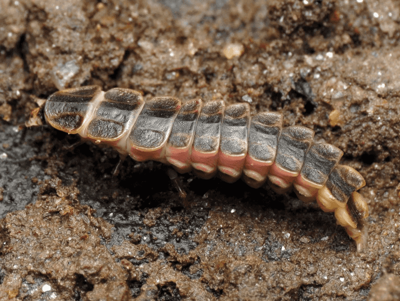 Moist Living Soil May Be Hiding Under That Flash Moist Living Soil May Be Hiding Under That Flash