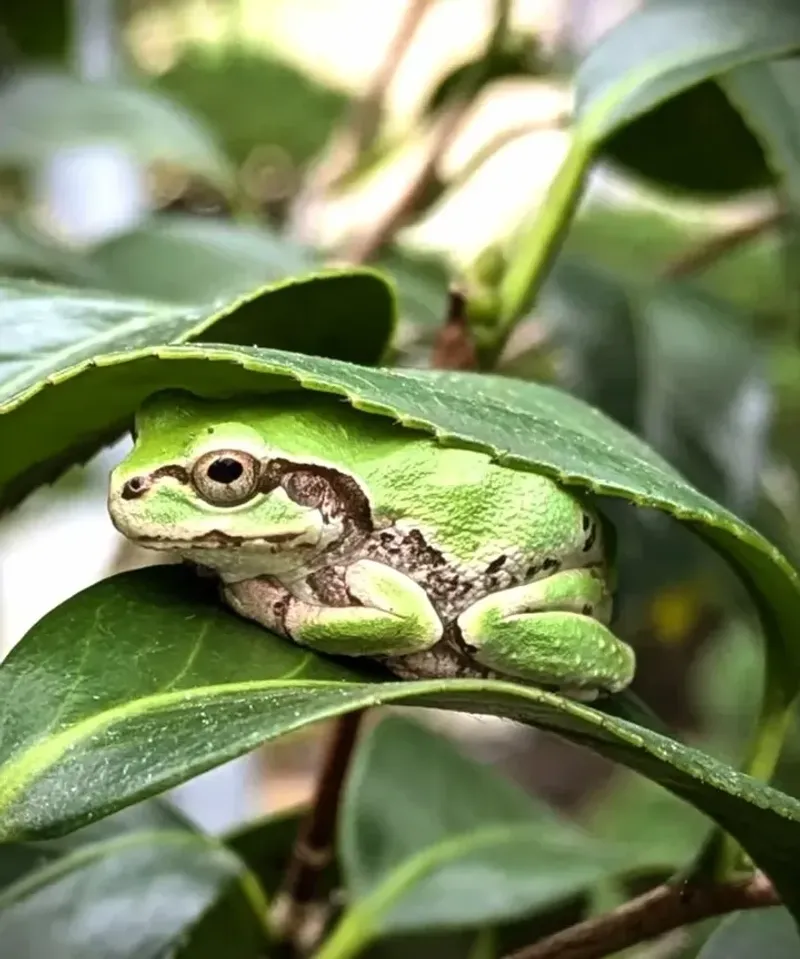 Moist Shade Gives Them A Safe Place To Hide