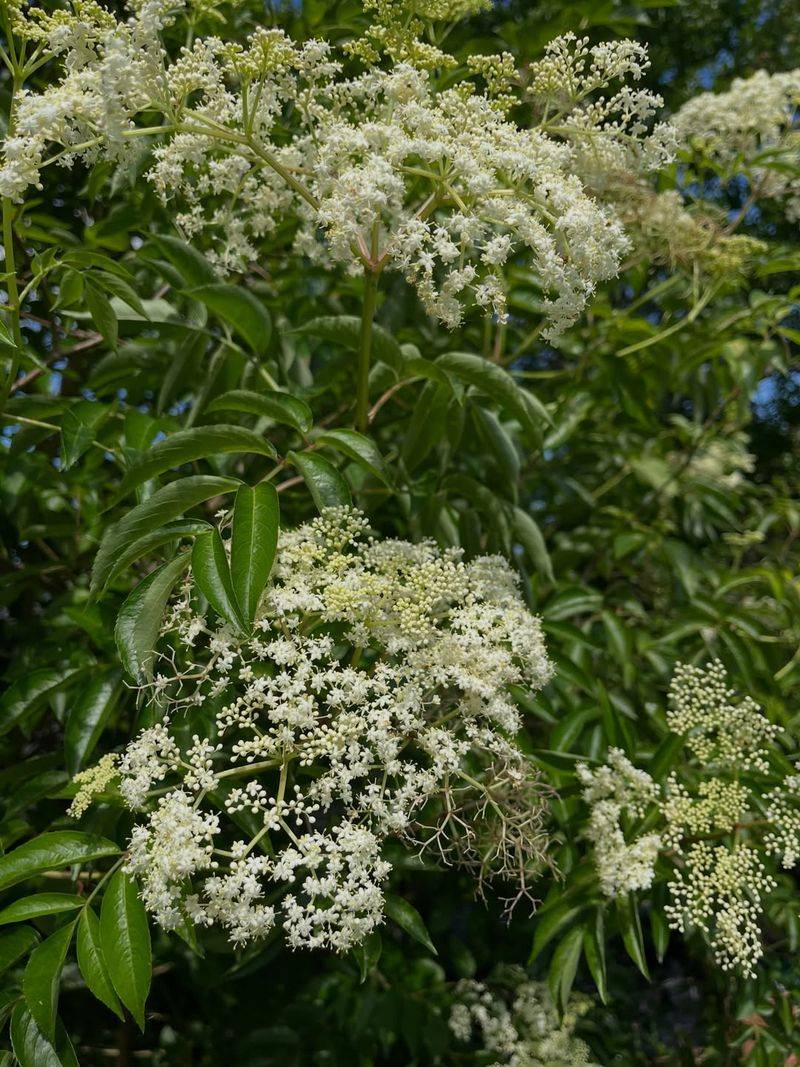 Moist Soil Helps Elderberry Grow Strong And Fruit Well