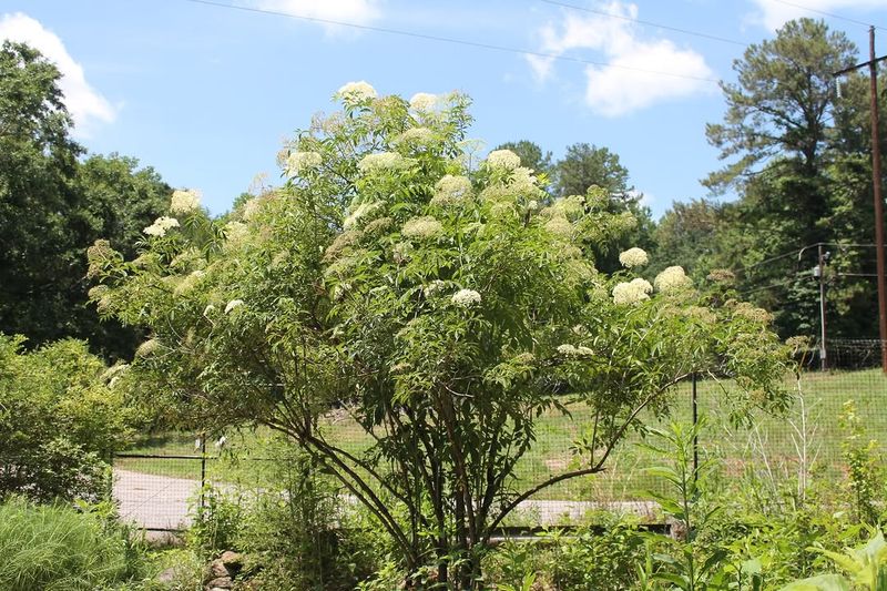 Moist Soil Helps Elderberry Settle In Moist Soil Helps Elderberry Settle In
