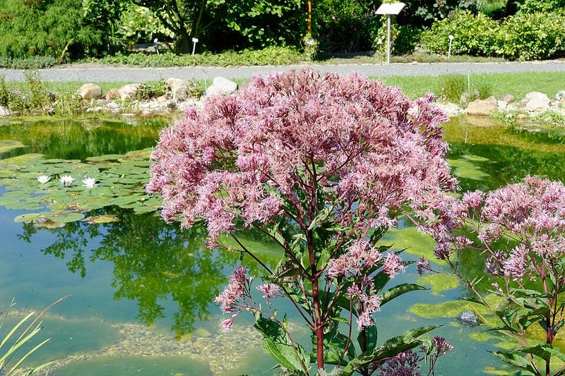 Moist Soil Helps It Thrive Moist Soil Helps It Thrive