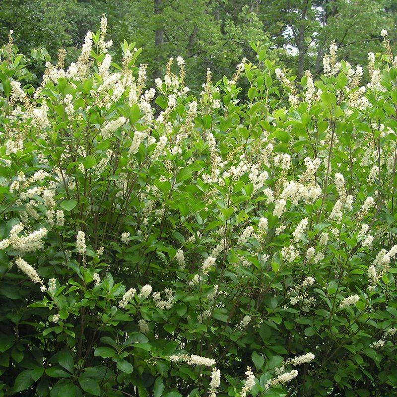 Moist Soil Helps Plants Bloom Their Best