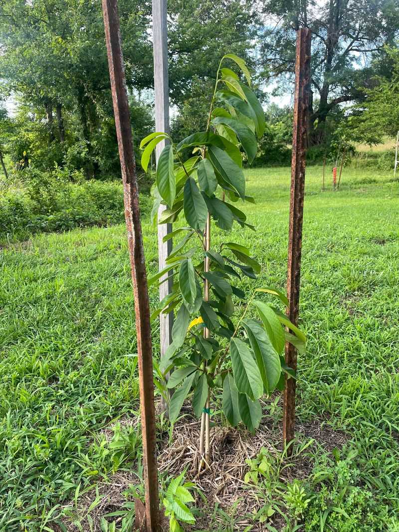 Moist Well-Drained Soil Works Best