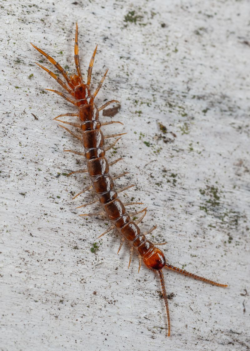 Moisture Problems In Your Home Attract And Sustain Their Populations
